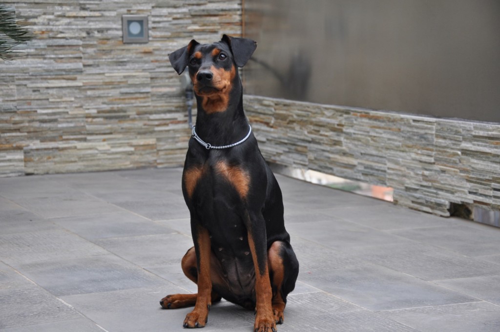 Il nostro pinscher tedesco Becky
