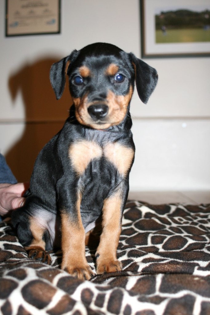 Pinscher Tedesco Becky 6 settimane