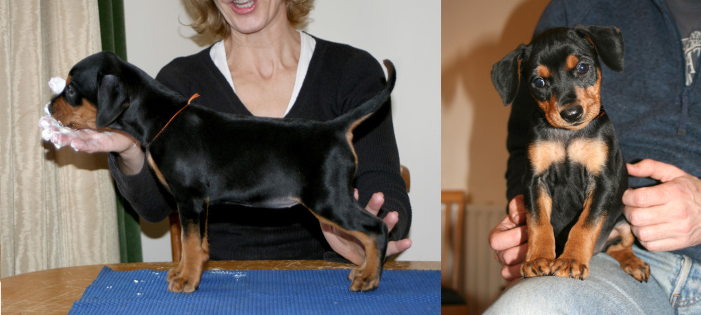 Pinscher Tedesco Becky 7 settimane