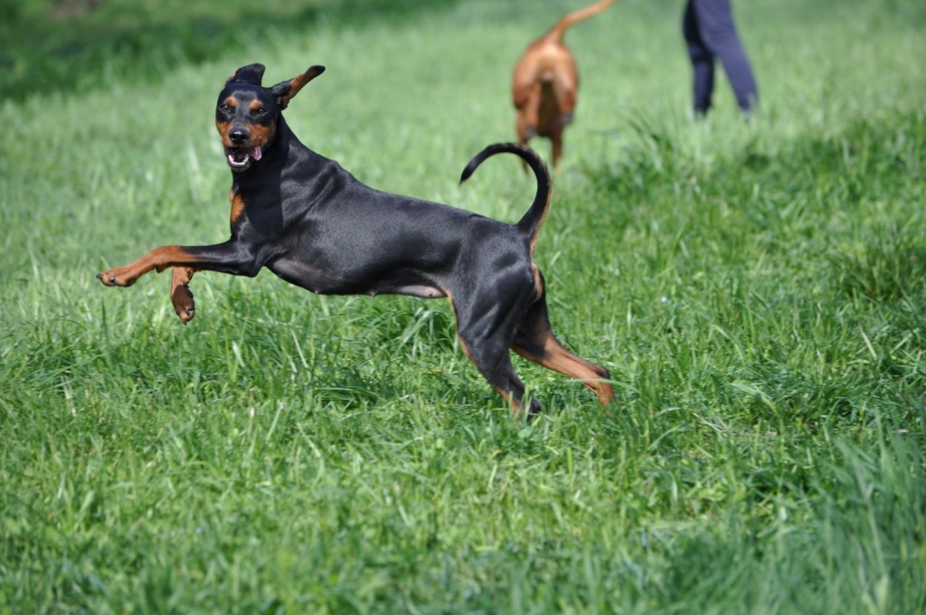 pinscher