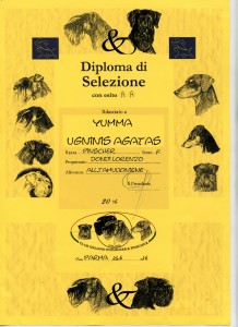 Diploma di selezione