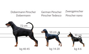 German Pinscher