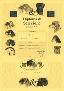 Diploma selezione 2015