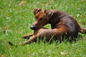 pinscher