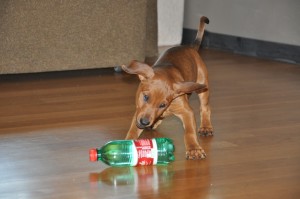 pinscher