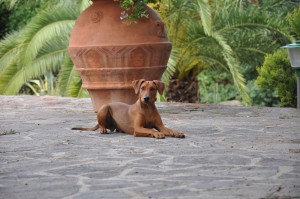 pinscher