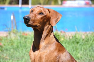 pinscher