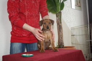 pinscher