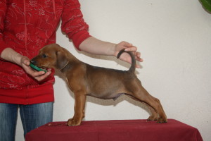 pinscher